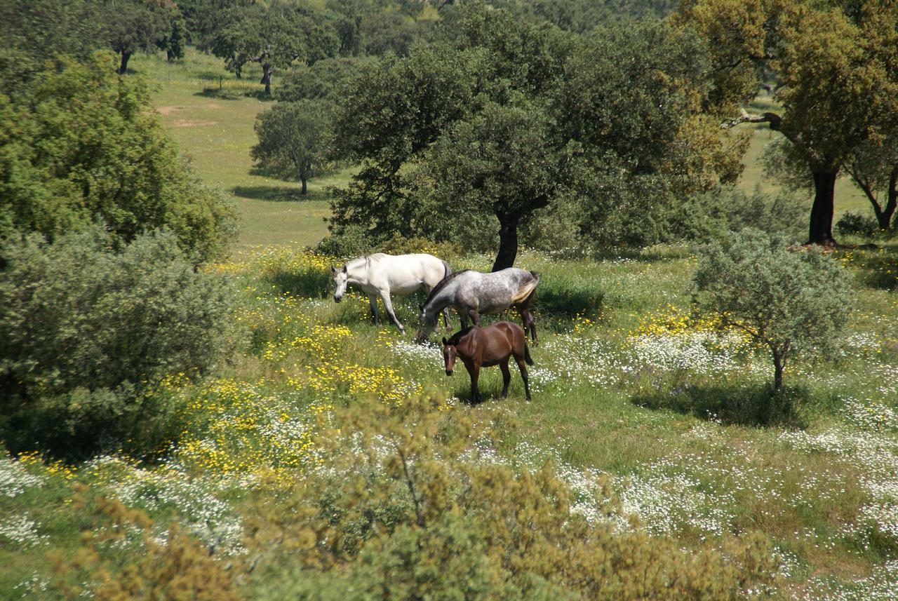 Cantar Do Grilo - Turismo Rural Serpa Exteriér fotografie