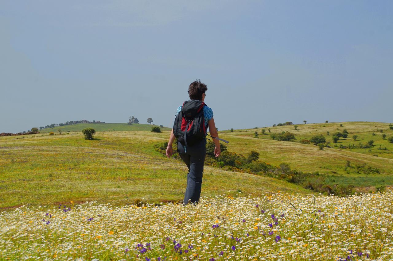 Cantar Do Grilo - Turismo Rural Serpa Exteriér fotografie